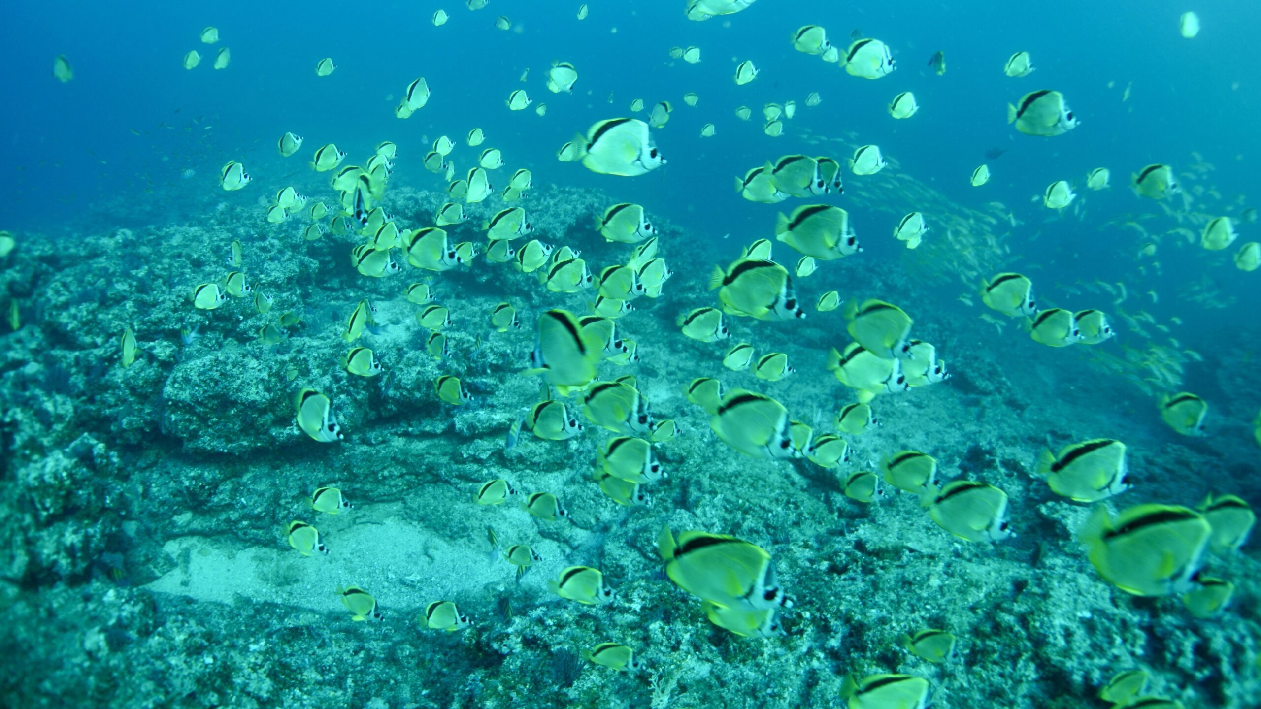 Local Guided Scuba Diving