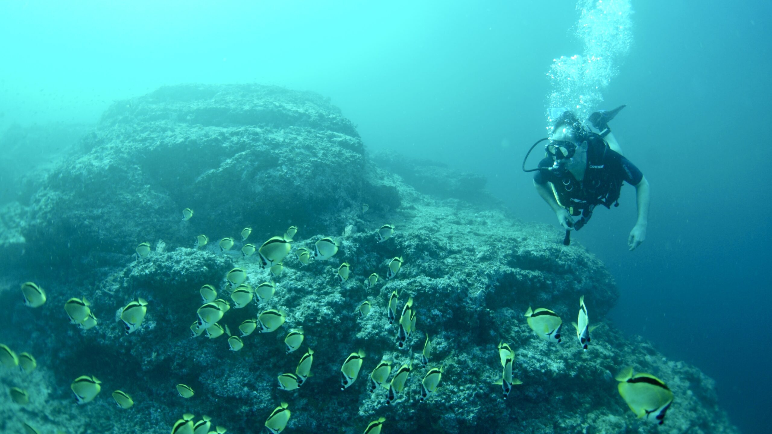 Local Guided Scuba Diving