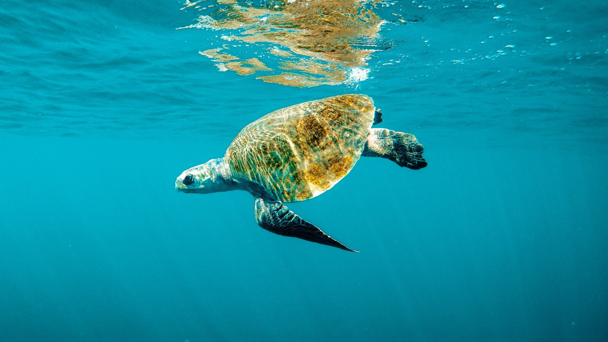 Local Shared Snorkel Cruise